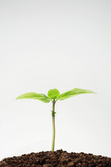 Seedling in soil