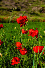Flowering field of red poppies in the middle of the mountains with enough grass