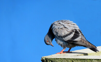 Pigeon on Blue Background,Great details of a Pigeon Bird. Columbidae