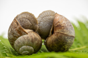 Close-up of a Roman snail (Helix pomatia)