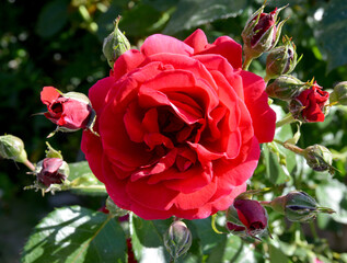 red rose in the garden