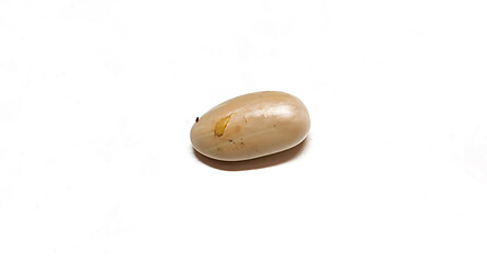 Fresh Jackfruit or sweet yellow jackfruit (Artocarpus heterophyllus) seeds isolated on white background