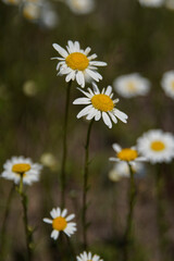 White chamomile flowers on a spring grassy meadow. Close-up page view. Its flower is similar to daisies or small chrysanthemums. shallow depth of field