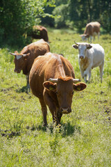 A cow is watching the meadow curiously. Even more cattle can be seen in the background. Forest, blue sky, clouds. Europe Hungary