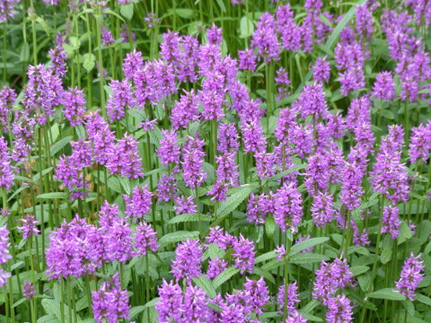 Stachys monnieri, &ldquo;Hummelo&rdquo; Ziest is a perennial herbaceous flowering plant from the mint family Lamiaceae.