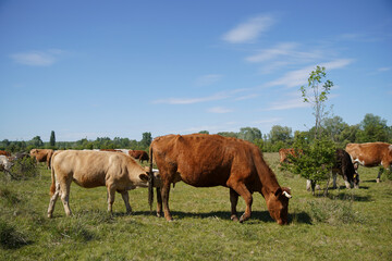 The calf sucks milk from the nipple of the cow's udder. Keeping cattle outdoors. Europe Hungary
