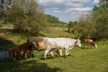 Fototapeta na wymiar They can drink and graze on the banks of the stream. Cattle-breeding. Europe Hungary.