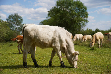 Naklejka na ściany i meble Cattle cows graze in the grass on a farm. Keeping cattle outdoors. Cattle-breeding. Blue sky with clouds. Europe Hungary