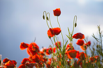 Beautiful big red poppy flowers in the afternoon sunlight. close up photographed. Soft focus blurred background with blue sky and white clouds in sunny weather. Europe Hungary