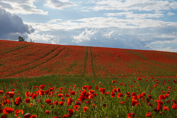 Fototapeta na wymiar Red poppies grow on a spring meadow. A road in the middle of the field. Gray clouds in the sky. Soft focus blurred background. Europe Hungary