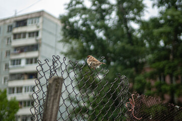 sparrow on fence