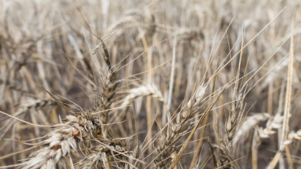 Fototapeta premium Due to the heavy rains and humidity the wheat is turning black - it is getting moldy. Ready to harvest crop. Rural nature scenery background. Rich agricultural concept. Close up of gold ripe wheat. 