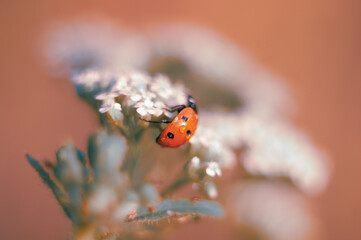 Ladybug in dew
white flowers pink mint