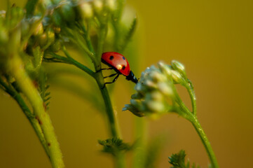 Ladybug in red dew on green White flowers
