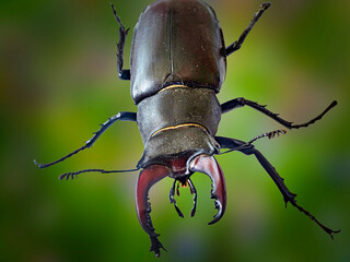 Hirschkäfer Stg Beetle insekt Makroaufnahme