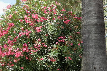 Tree in nature in Lisbon, Portugal