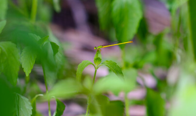 The insect closeup of a green dragonfly perched on the green leaf