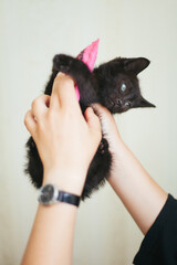 A small black kitten in his hands. They hold a small kitten in their hands. Mistress petting a kitten.