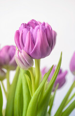 Pink tulip. Tulip flower. Тюльпан. Tulips