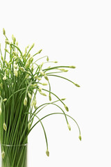 Garlic chives