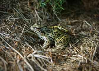 Water frog walking in the grass. Edible forg - a little fellow you can meet in european lakes, marshes and gardens.