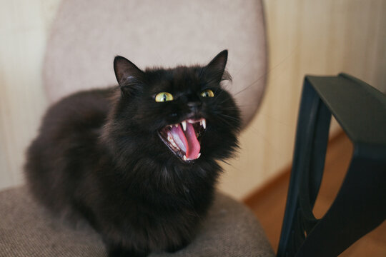 Hissing Black Cat Images – Browse 865 Stock Photos, Vectors, and Video |  Adobe Stock