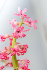 Hyacinth. Pink hyacinths. Beautiful spring flower. Family Liliaceae. Asparagaceae Scilloideae. Гиацинт