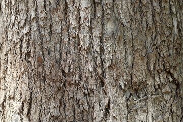 Tree in nature in Lisbon, Portugal
