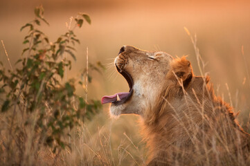 Lion yawning in the evening hours at Masai Mara, kenya