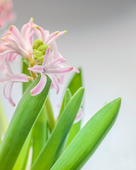 Hyacinth. Pink hyacinths. Beautiful spring flower. Family Liliaceae. Asparagaceae Scilloideae. Гиацинт