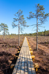 Timber construction new walking path in the swamp.  Wooden road and hiking trail in the nature. National park on a sunny spring day.  Latvia