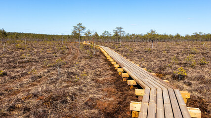 Timber construction new walking path in the swamp.  Wooden road and hiking trail in the nature. National park on a sunny spring day.  Latvia