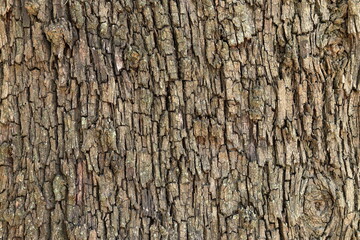 Tree in nature in Lisbon, Portugal
