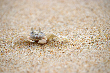 Soldier crab on the sand beach closeup. Wildlife of tropical sea coast
