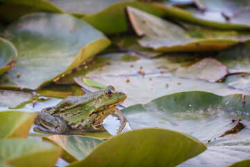 Green frog (Pelophylax) in a pond between aquatic plants