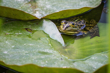 Green frog (Pelophylax) in a pond between aquatic plants