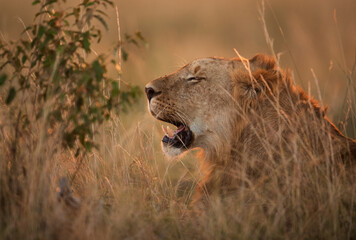 Lion in the evening light, Masai Mara, kenya