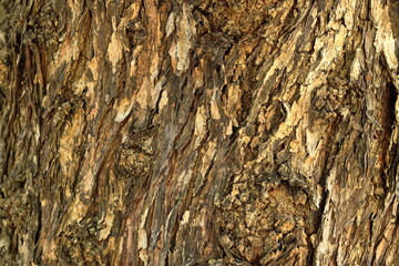 Tree in nature in Lisbon, Portugal