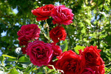 red rose in the garden