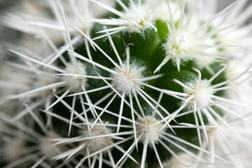 Macro detail of white cactus