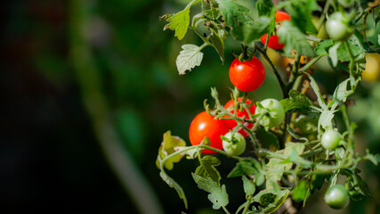 wild tomato plants