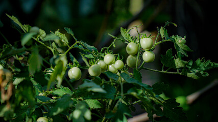 Fototapeta premium wild tomato plants