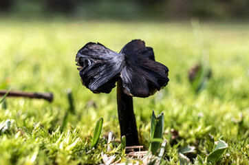 Sharp macro of black mushroom