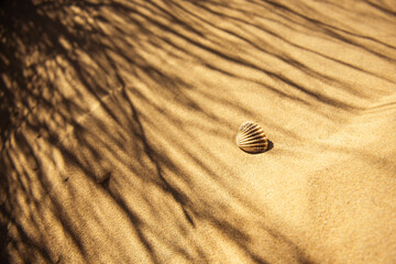 Fototapeta na wymiar Sandy beach and a shell 