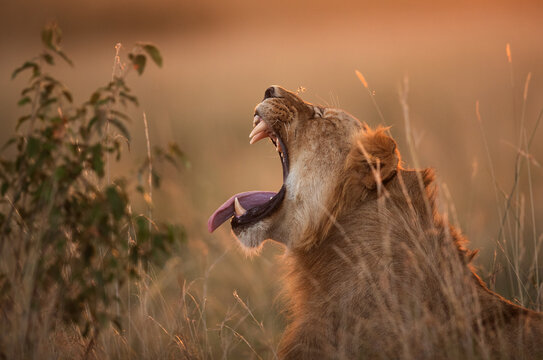 Closeup of a lion yawning, photograph taken in the evening light, Masai Mara