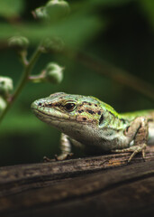 lizard on wood