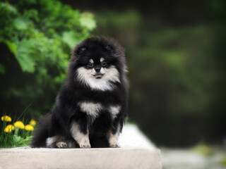Breed of dog German black small Pomeranian spitz sitting on the street for a walk and looking straight
