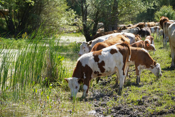 Fototapeta na wymiar Cows graze and drink on the banks of the stream. Cattle-breeding. Europe Hungary.