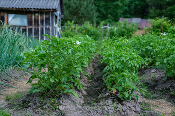 Fototapeta na wymiar High green tops of potatoes with rare flowers in a rustic garden, against a background of old wooden buildings.