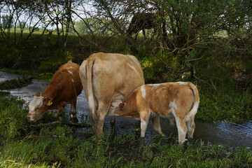 Fototapeta na wymiar The calf sucks milk from the nipple of the cow's udder. They are in a stream. Keeping cattle outdoors. Europe Hungary